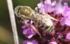 Seladonia sp.